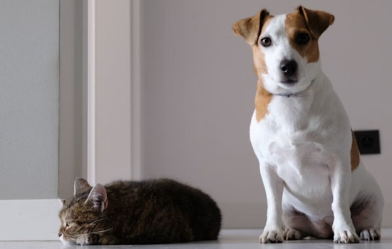 King County's 'License for Love' Campaign Urges Pet Owners in Bellevue, Kent, Redmond to Register Cats and Dogs