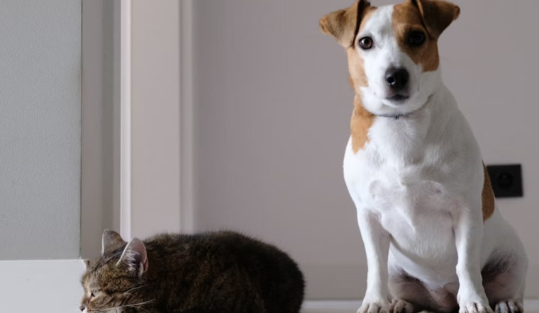 King County's 'License for Love' Campaign Urges Pet Owners in Bellevue, Kent, Redmond to Register Cats and Dogs