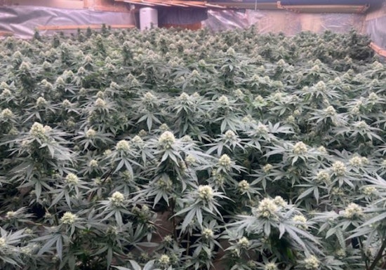 Lake Elsinore Authorities Raid and Dismantle Illegal Marijuana Farm, No Suspects Detained