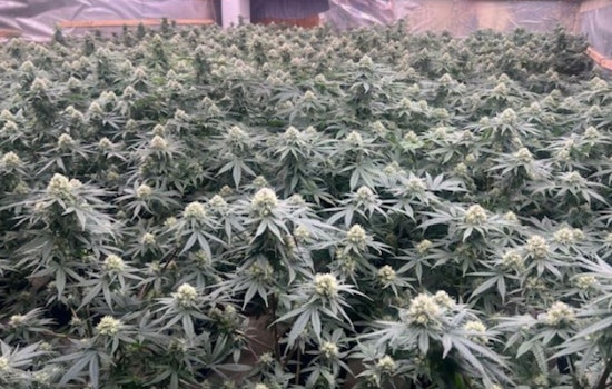 Lake Elsinore Authorities Raid and Dismantle Illegal Marijuana Farm, No Suspects Detained