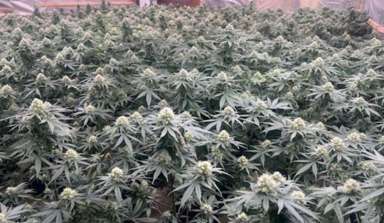 Lake Elsinore Authorities Raid and Dismantle Illegal Marijuana Farm, No Suspects Detained