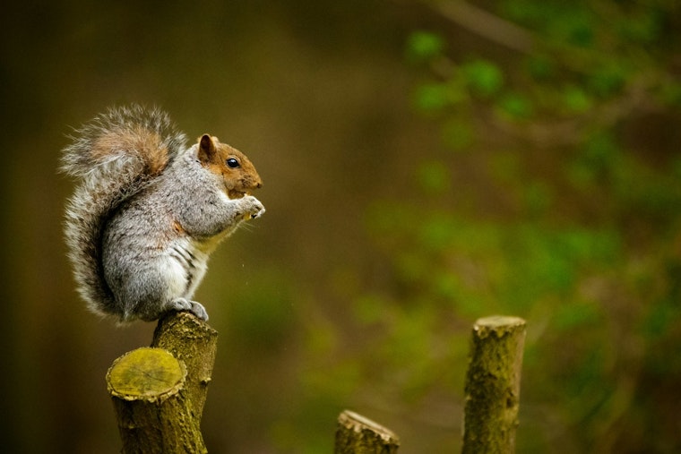 LDWF Announces Beginner Squirrel Hunt Workshop at Dewey Wills WMA for Aspiring Hunters