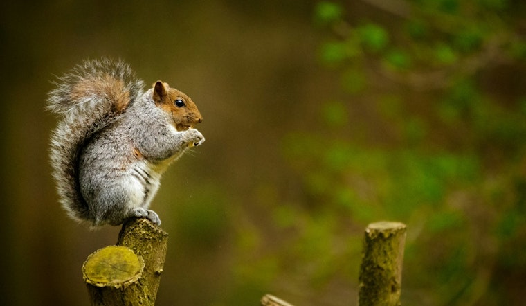 LDWF Announces Beginner Squirrel Hunt Workshop at Dewey Wills WMA for Aspiring Hunters