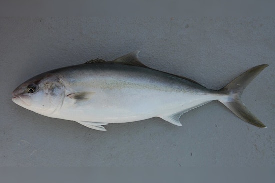 LDWF Announces Emergency Closure for Commercial Greater Amberjack Fishing in Louisiana Waters Starting September 11