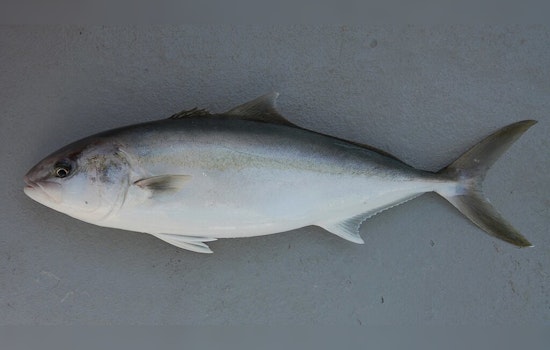 LDWF Announces Emergency Closure for Commercial Greater Amberjack Fishing in Louisiana Waters Starting September 11
