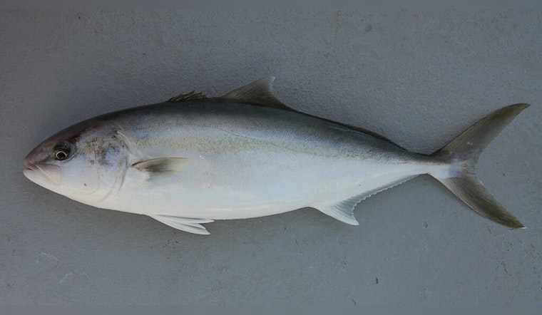 LDWF Announces Emergency Closure for Commercial Greater Amberjack Fishing in Louisiana Waters Starting September 11