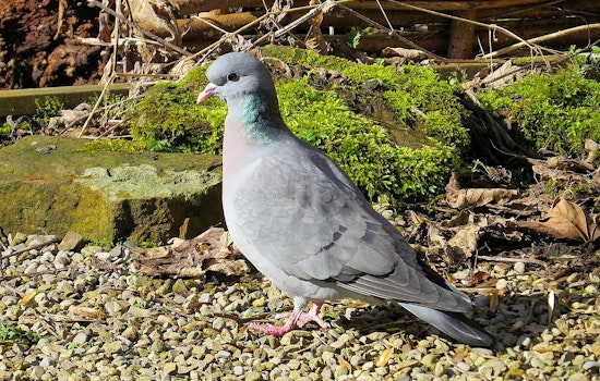 LDWF Enforces Game Law Compliance, Cites 32 on Dove Season Opening Weekend in Louisiana