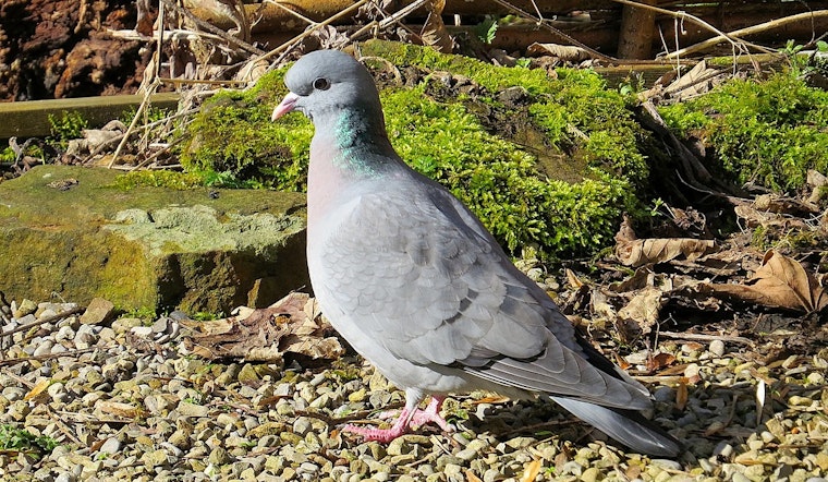 LDWF Enforces Game Law Compliance, Cites 32 on Dove Season Opening Weekend in Louisiana