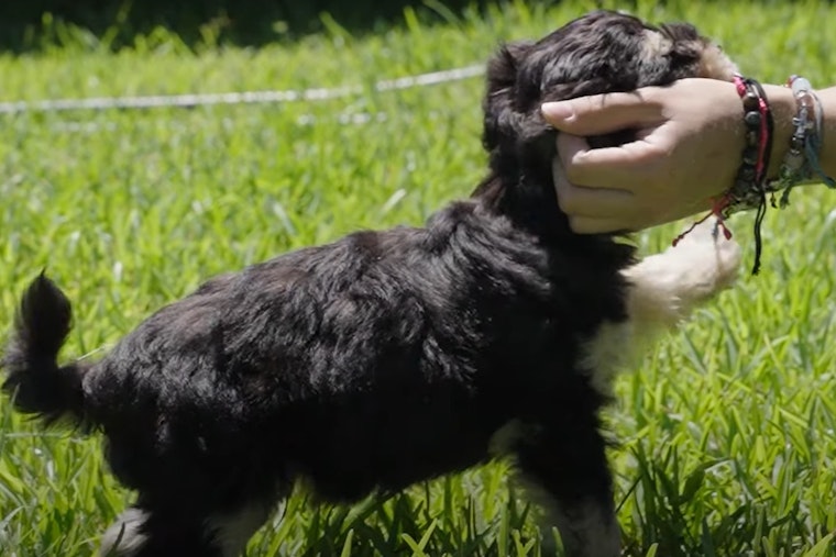 League City Public Works Crews Turn Rescuers in Dramatic Puppy Save from Sewer Pipe