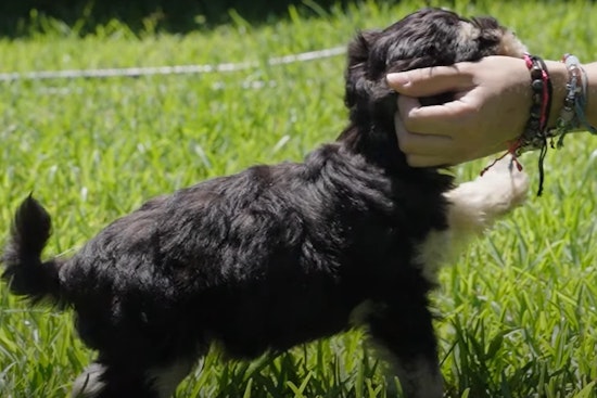 League City Public Works Crews Turn Rescuers in Dramatic Puppy Save from Sewer Pipe