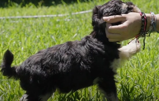 League City Public Works Crews Turn Rescuers in Dramatic Puppy Save from Sewer Pipe