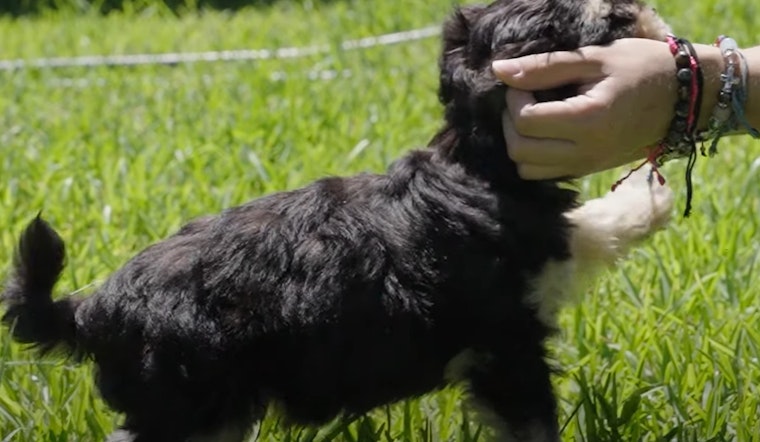 League City Public Works Crews Turn Rescuers in Dramatic Puppy Save from Sewer Pipe