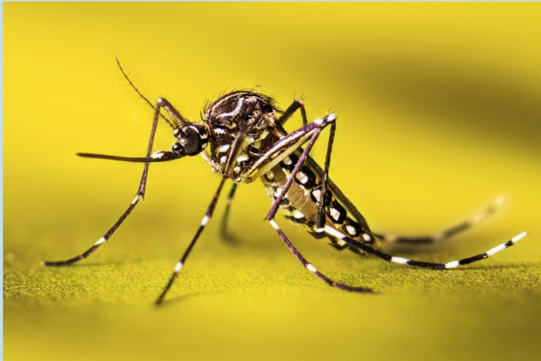 Livermore Battles Invasive Aedes aegypti Mosquitoes, Urges Community Action for Public Health