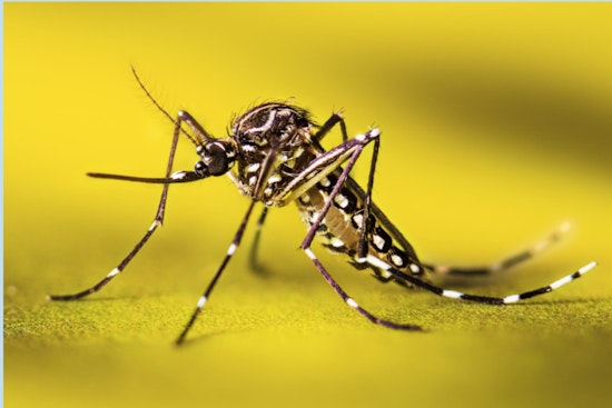 Livermore Battles Invasive Aedes aegypti Mosquitoes, Urges Community Action for Public Health