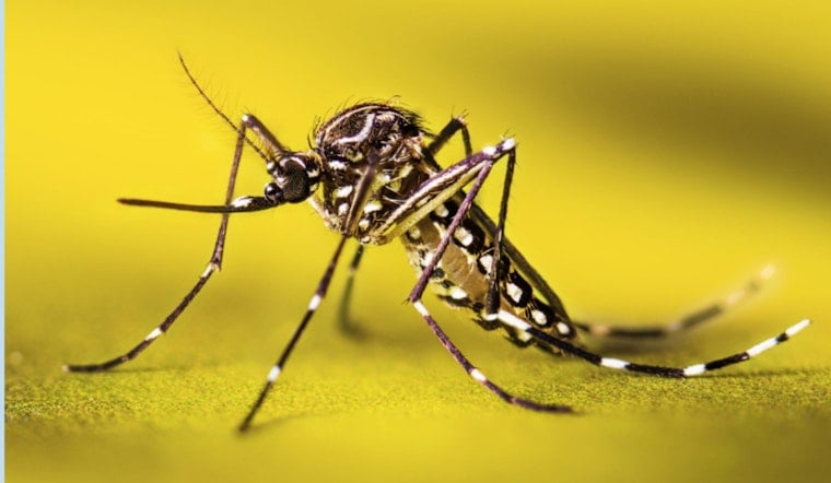 Livermore Battles Invasive Aedes aegypti Mosquitoes, Urges Community Action for Public Health