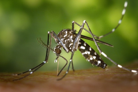 Livonia and Wayne County on Alert as Asian Tiger Mosquitoes Pose Daylight Biting Threat