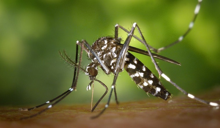 Livonia and Wayne County on Alert as Asian Tiger Mosquitoes Pose Daylight Biting Threat
