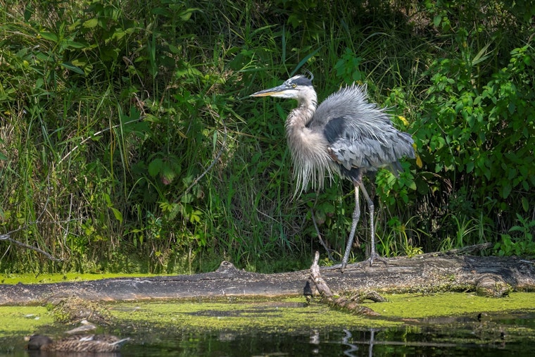 Local Talent Showcased in Coon Rapids Arts Commission Photo Contest Winners' Reveal