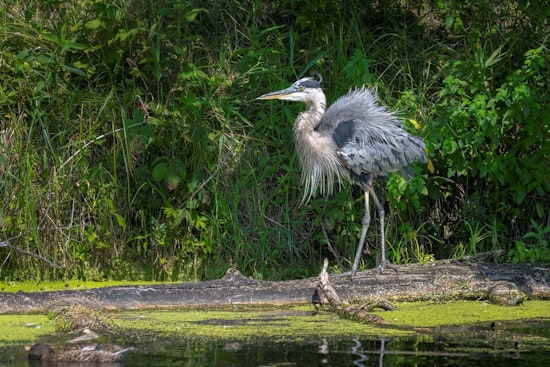 Local Talent Showcased in Coon Rapids Arts Commission Photo Contest Winners' Reveal