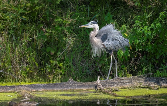 Local Talent Showcased in Coon Rapids Arts Commission Photo Contest Winners' Reveal
