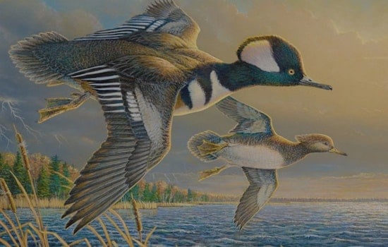 Local Wisconsin Artists Win Top Honors in DNR Stamp Design Contest for Conservation Efforts