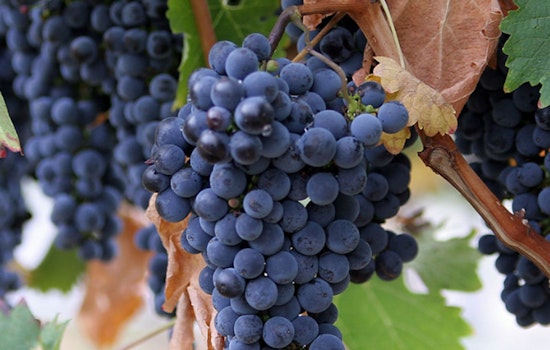 Lodi Grape Festival Celebrates 80+ Years of Wine, Family, and Tradition in Northern California