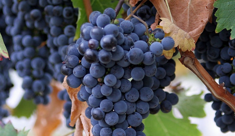 Lodi Grape Festival Celebrates 80+ Years of Wine, Family, and Tradition in Northern California