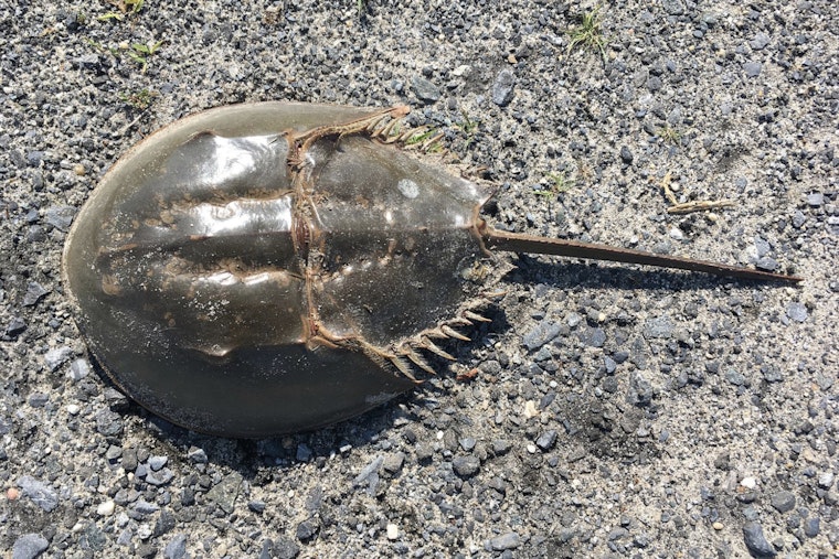 Long Island Sound's Horseshoe Crabs Face Potential Extinction Amid Multiple Threats