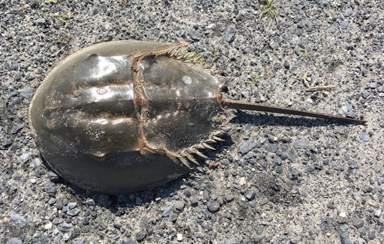 Long Island Sound's Horseshoe Crabs Face Potential Extinction Amid Multiple Threats