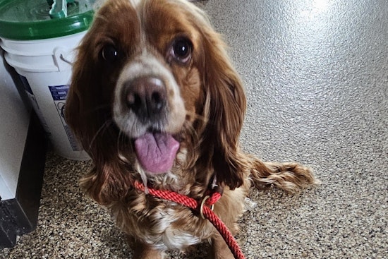 Lost Spaniel Mix Joyfully Reunited with Owner in Mankato Following Community Effort