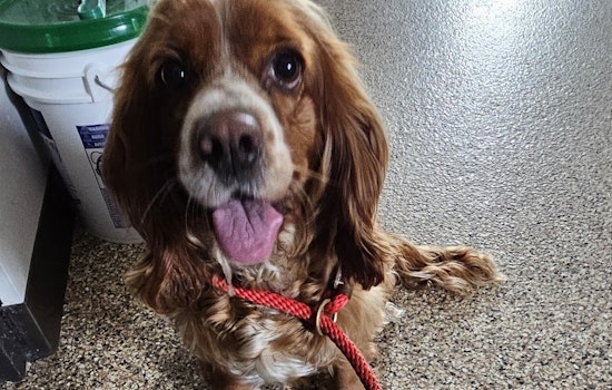 Lost Spaniel Mix Joyfully Reunited with Owner in Mankato Following Community Effort