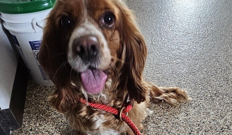 Lost Spaniel Mix Joyfully Reunited with Owner in Mankato Following Community Effort