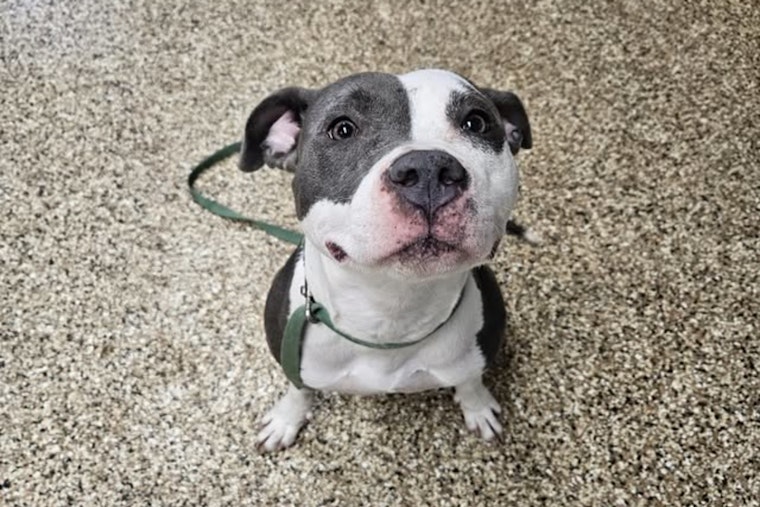 Mankato Community Called to Action to Reunite Lost Pitbull with Owner Near Sibley Park