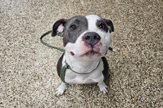 Mankato Community Called to Action to Reunite Lost Pitbull with Owner Near Sibley Park