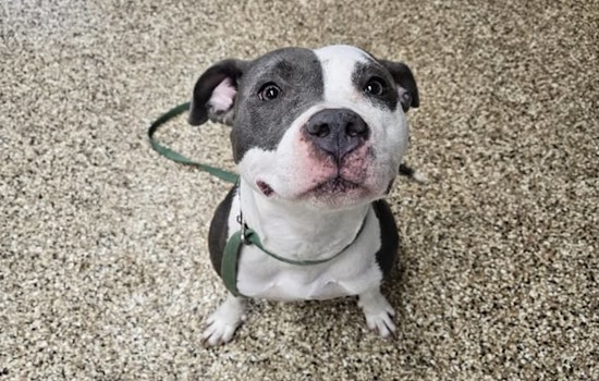 Mankato Community Called to Action to Reunite Lost Pitbull with Owner Near Sibley Park