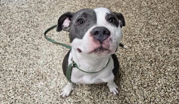 Mankato Community Called to Action to Reunite Lost Pitbull with Owner Near Sibley Park