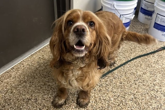 Mankato Community Joyful as Lost Spaniel Reunited with Owner Thanks to City's Swift Action and Public Support