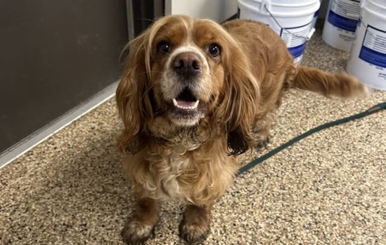Mankato Community Joyful as Lost Spaniel Reunited with Owner Thanks to City's Swift Action and Public Support