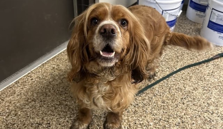 Mankato Community Joyful as Lost Spaniel Reunited with Owner Thanks to City's Swift Action and Public Support