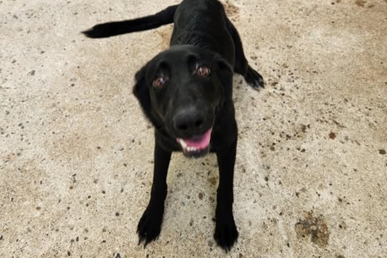 Mankato Community Mobilizes to Reunite Lost Dog with Owner