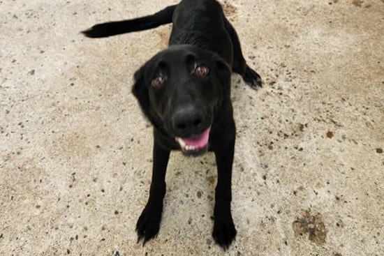 Mankato Community Mobilizes to Reunite Lost Dog with Owner