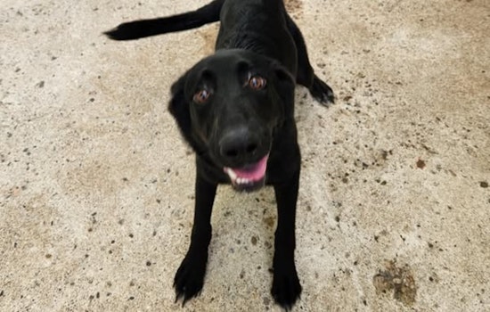Mankato Community Mobilizes to Reunite Lost Dog with Owner