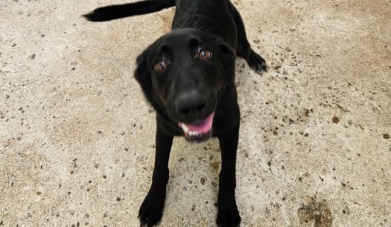 Mankato Community Mobilizes to Reunite Lost Dog with Owner