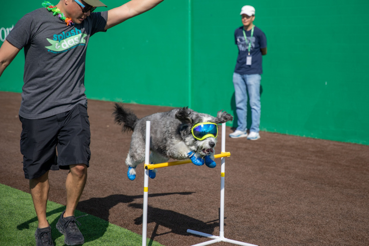 Mansfield's First-Ever Splash & Dash Puppy Triathlon Celebrates Community and Canine Companionship