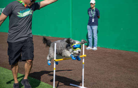 Mansfield's First-Ever Splash & Dash Puppy Triathlon Celebrates Community and Canine Companionship