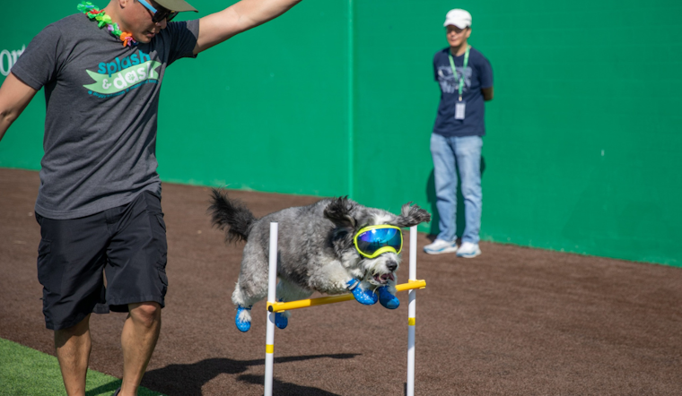 Mansfield's First-Ever Splash & Dash Puppy Triathlon Celebrates Community and Canine Companionship