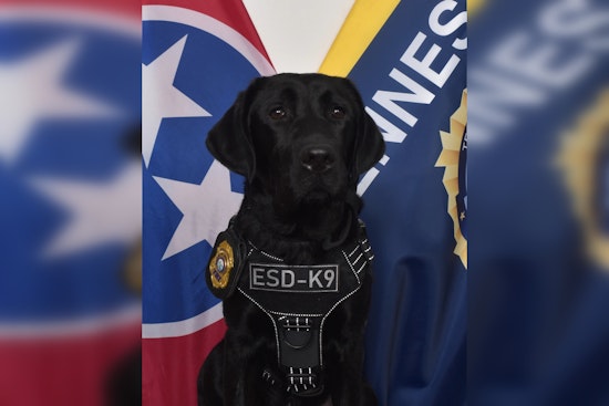Marvel the Lab Joins Tennessee Bureau of Investigation to Sniff Out Electronic Evidence in Tech Crimes