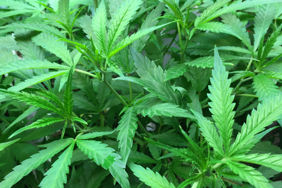 Maryland Rakes in $18 Million in Cannabis Tax Revenue, Allocates Funds for Social Equity and Public Health