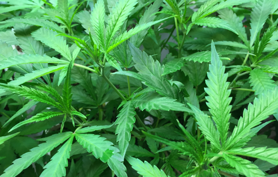 Maryland Rakes in $18 Million in Cannabis Tax Revenue, Allocates Funds for Social Equity and Public Health