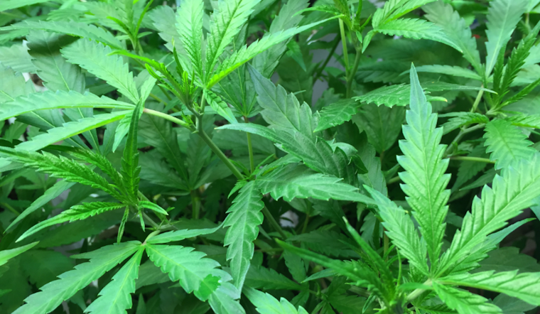 Maryland Rakes in $18 Million in Cannabis Tax Revenue, Allocates Funds for Social Equity and Public Health
